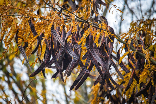 🌿 Carob: A Natural and Versatile Superfood